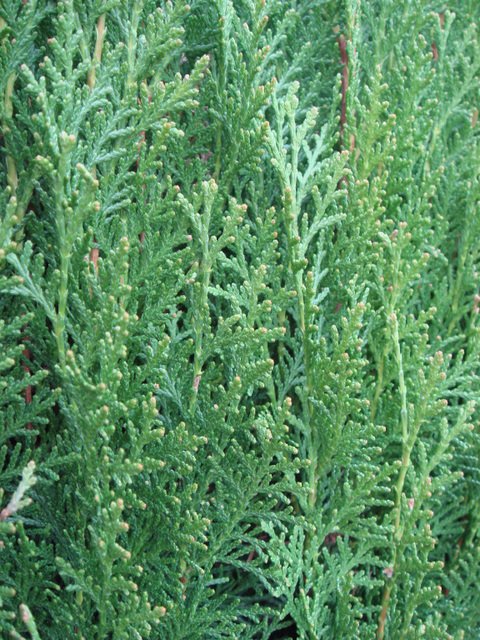 Thuja orientalis 'Magnifica'
